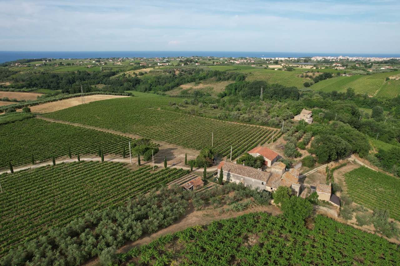 Cerasuolo - Rose Wine Image
