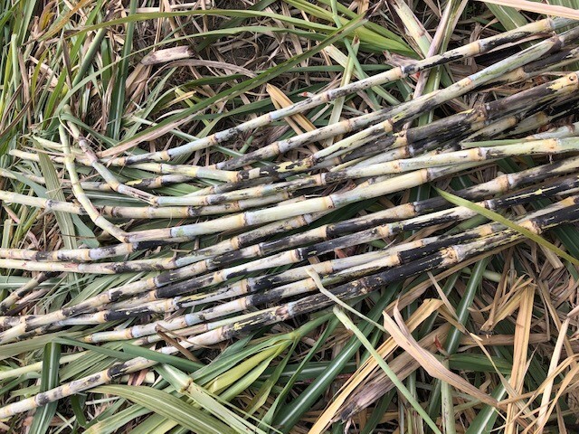 碧原オーガニックラムアグリコール イメージ