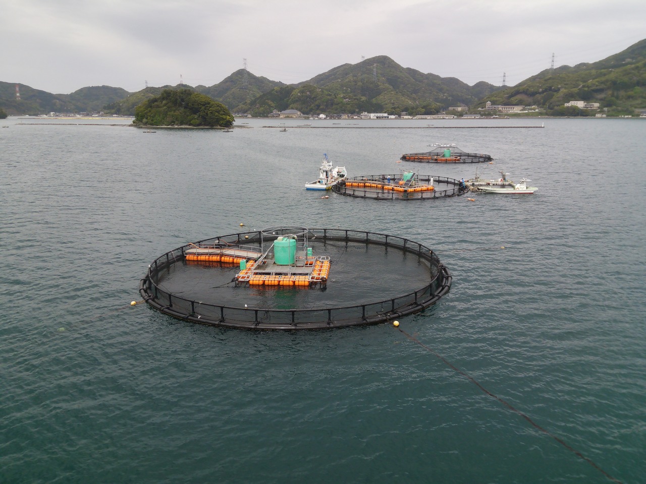 ふくい名水サーモン（養殖トラウトサーモン） イメージ