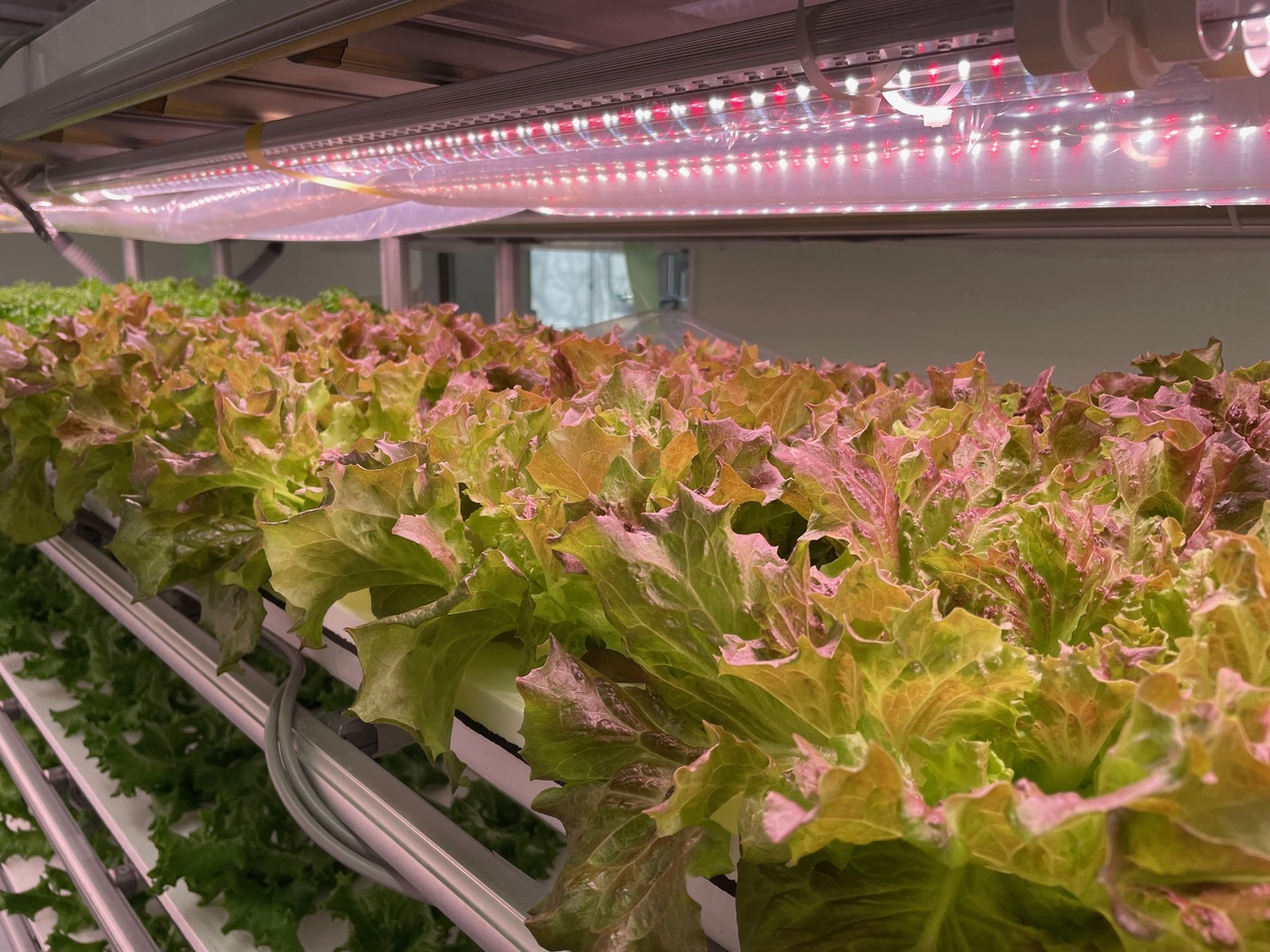 ［ 高抗酸化値：2倍 ］× ［ 低硝酸：70%減］リーフレタス、コマツナ、リーフレタス、コマツナ、ケール、ミズナ、春菊 等の葉物野菜 イメージ