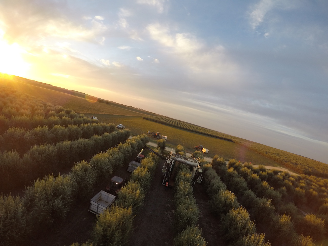 Longridge Olive Oil Image