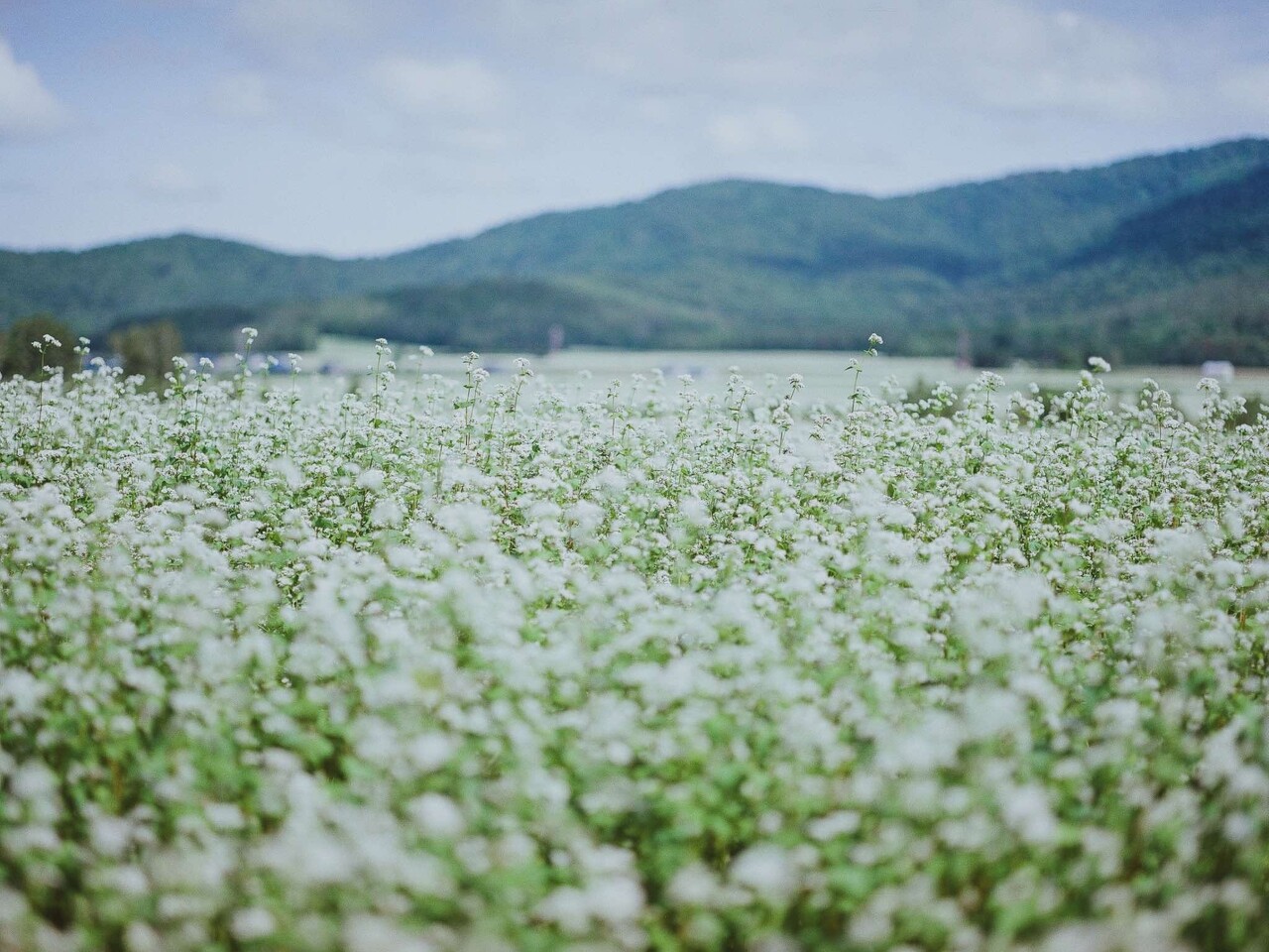 めぐるそば乾麺　 イメージ