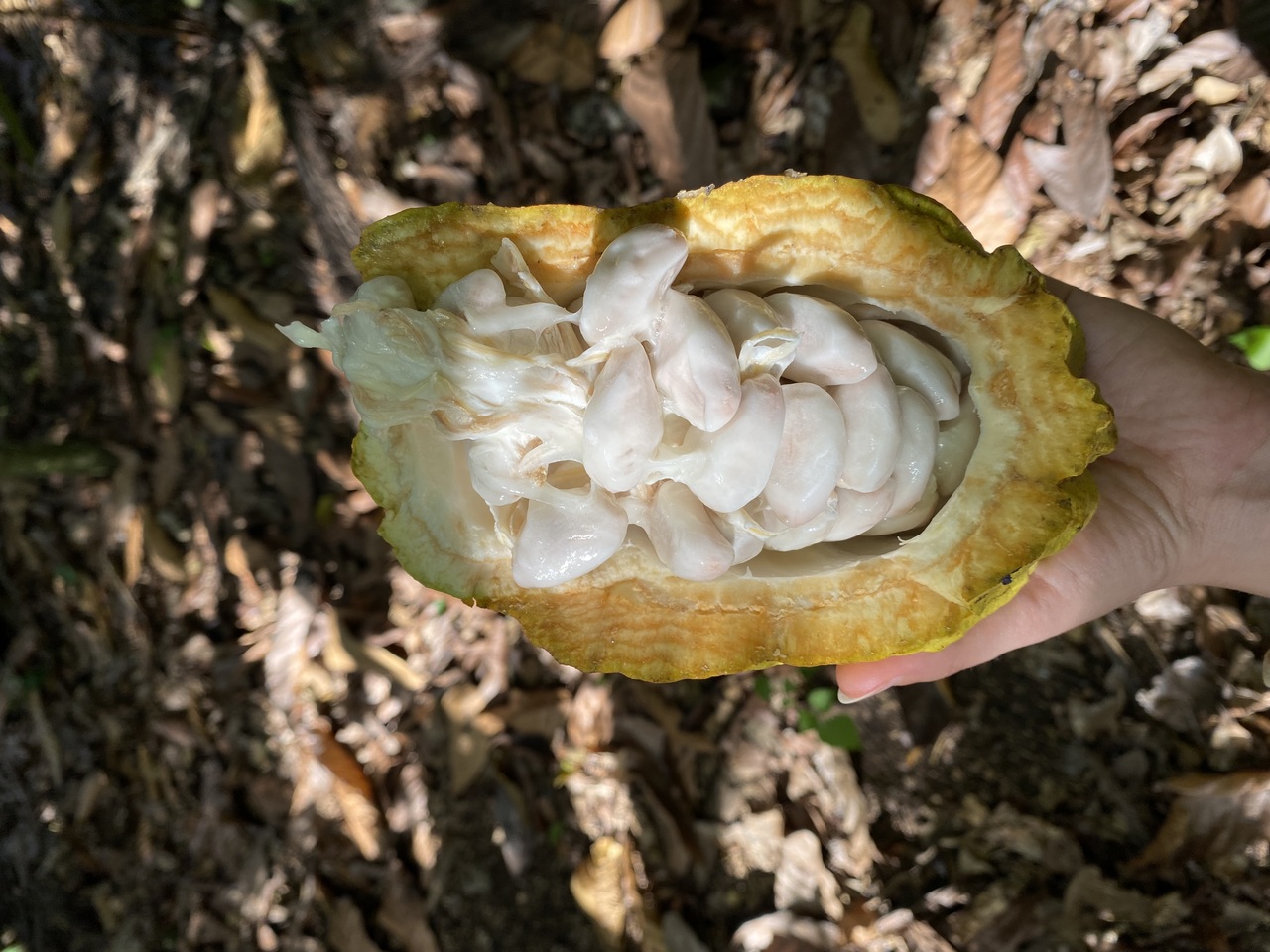 Single-origin dark couverture chocolate 70% – Dominican Republic (Zorzal) Image