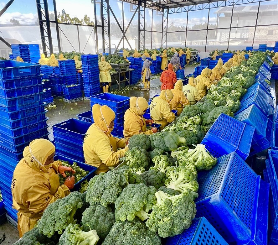 Broccoli Frozen IQF - Frozen Vegetable IQF  Image