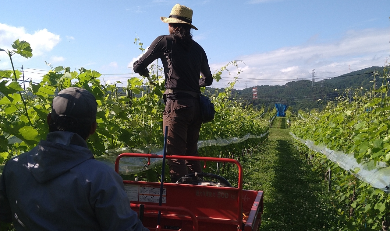 柿沢メルロ樽熟成2022 イメージ