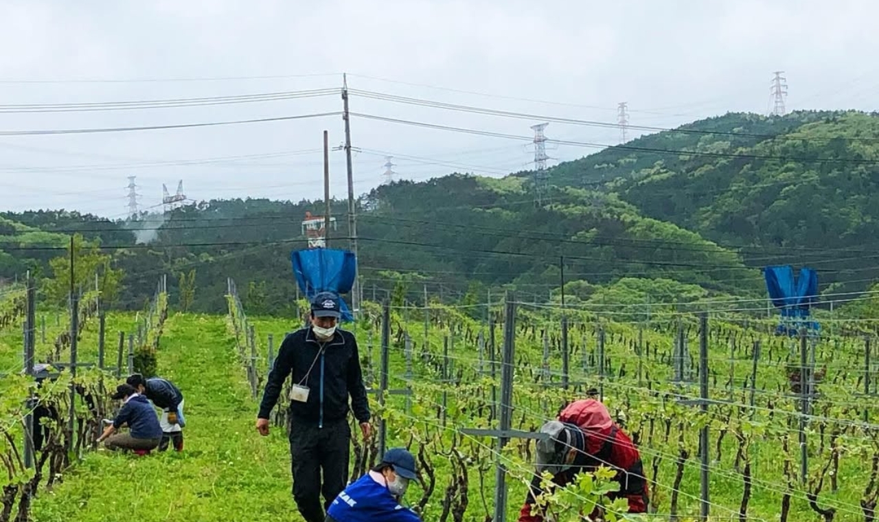 柿沢ロゼ2024 イメージ