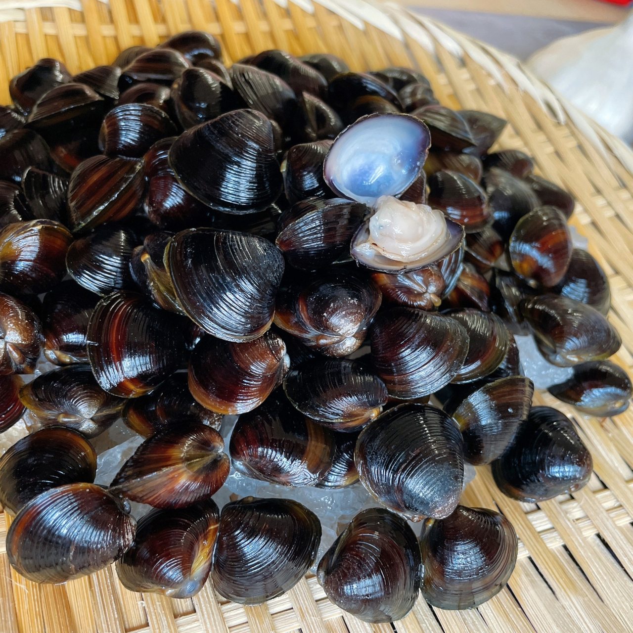 Black Clams Image