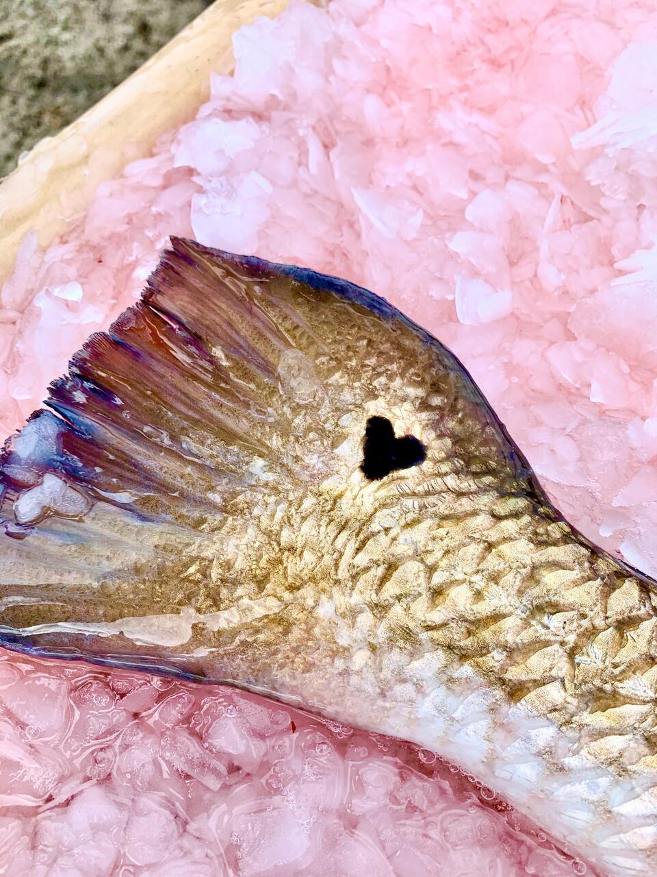 Farmed Red Drum – Whole Fish & Fillets (Sciaenops ocellatus) Image