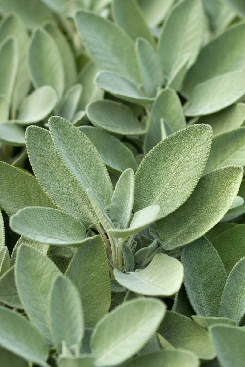 Sage Image