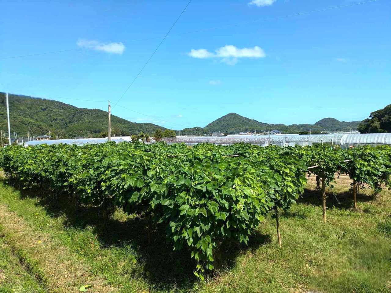 Itoshima Mucuna Tea Image