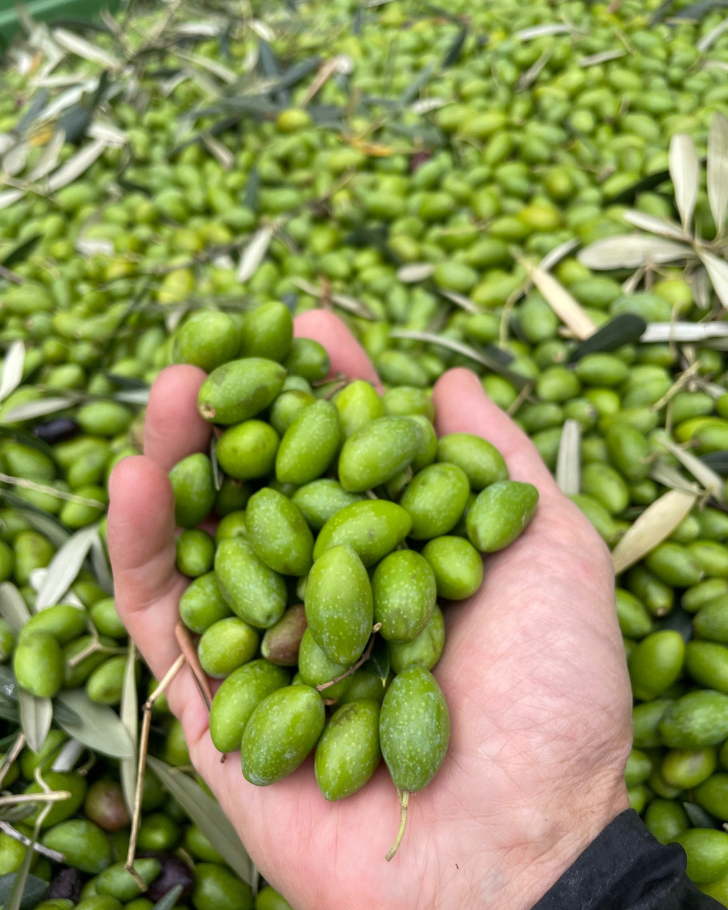 Oilivis EXTRA VIRGIN OLIVE OIL "FUTURIA" Image