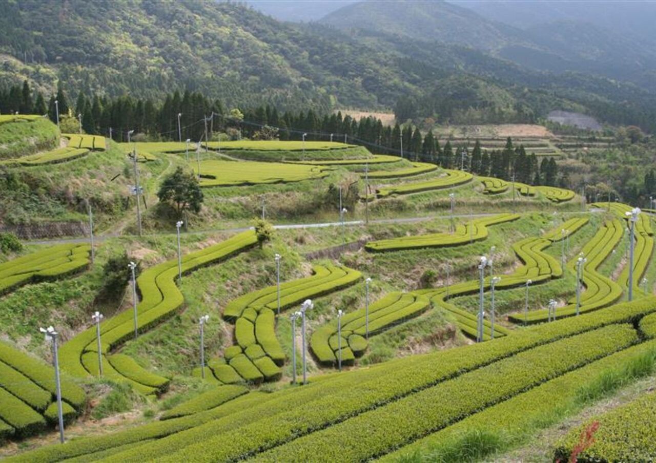 有機粉末茶 イメージ