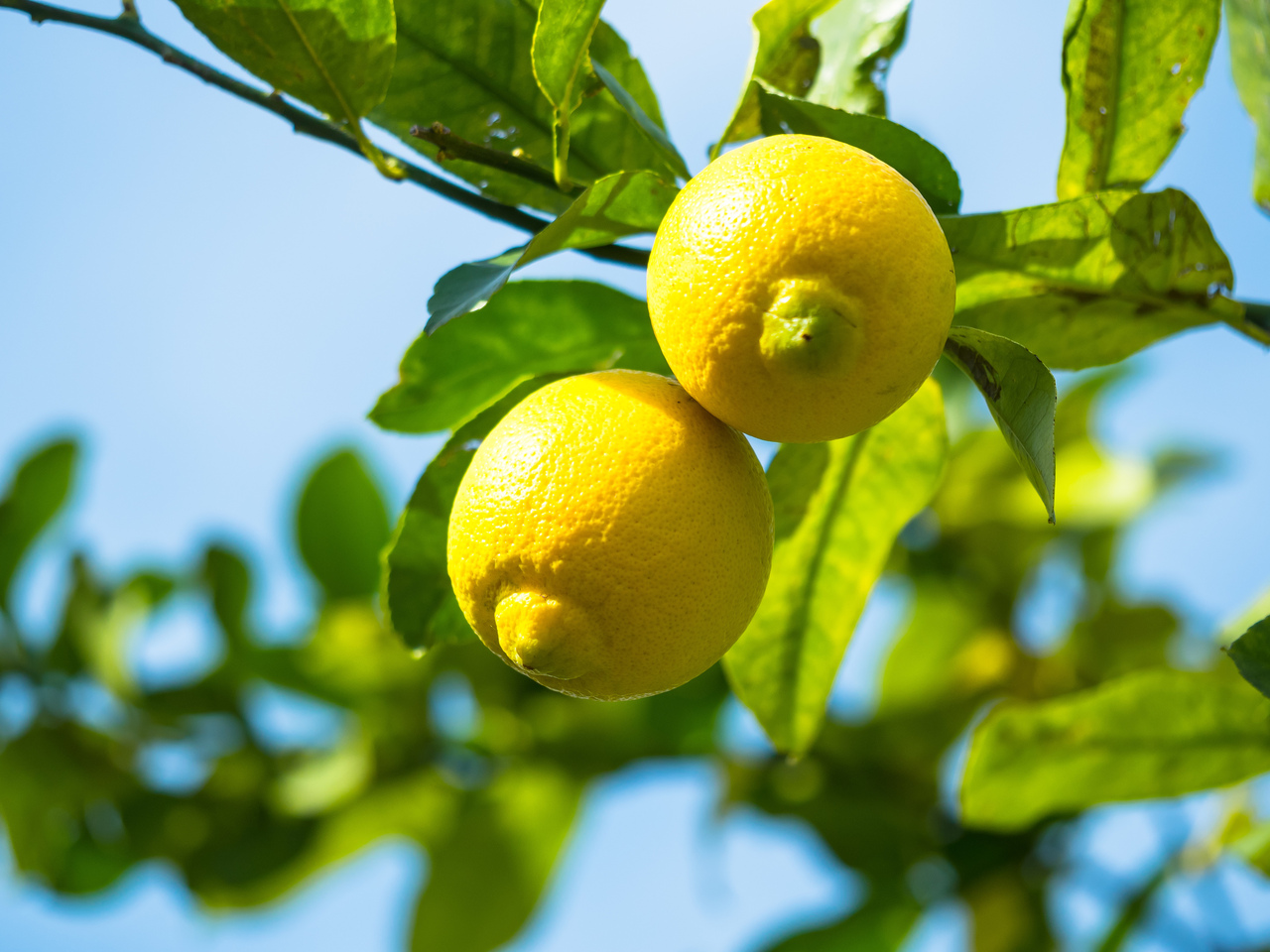 瀬戸内れもんつゆ イメージ