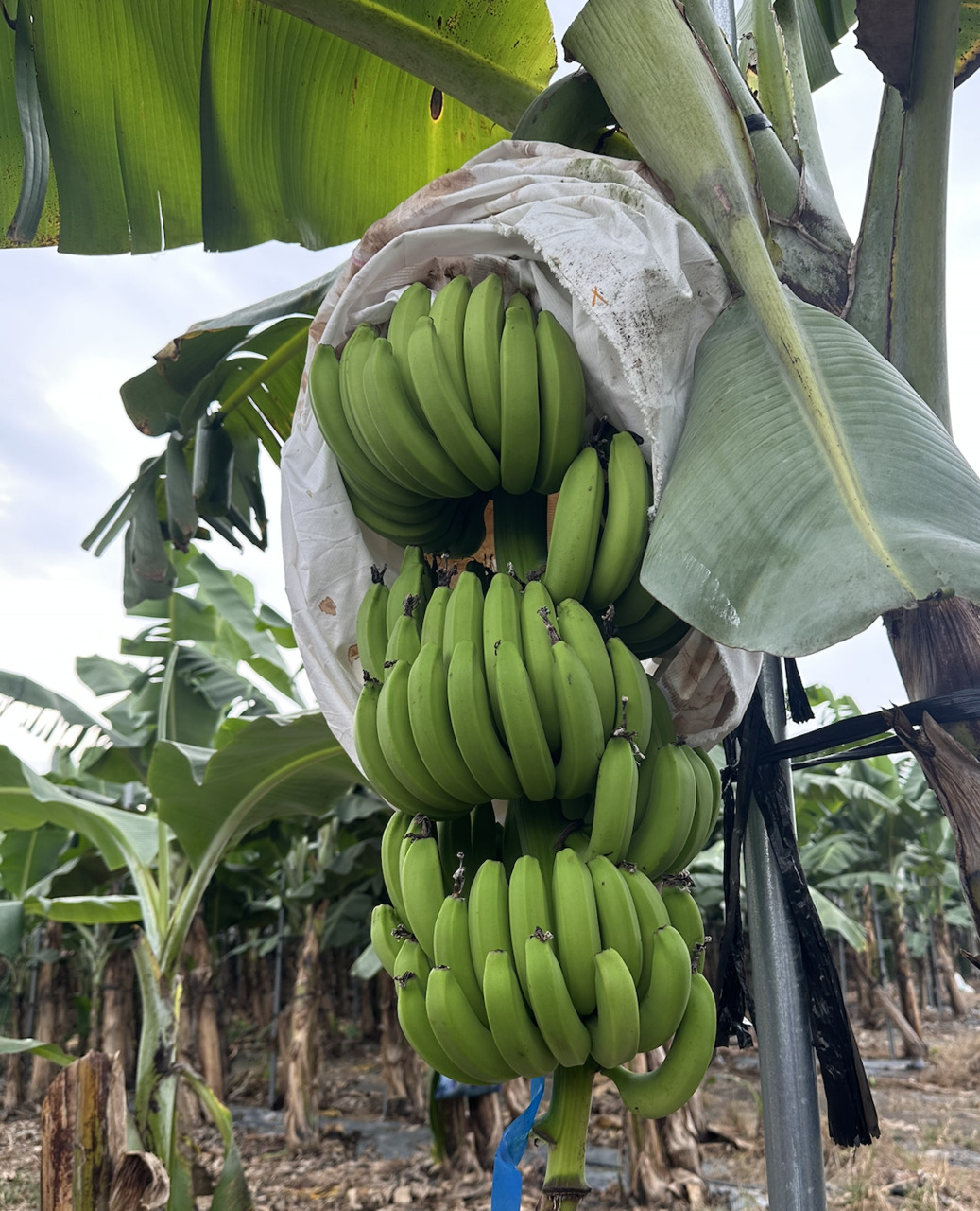 Fresh pineapples, dragon fruit, bananas, mangoes, jujubes, and water bamboo. Image