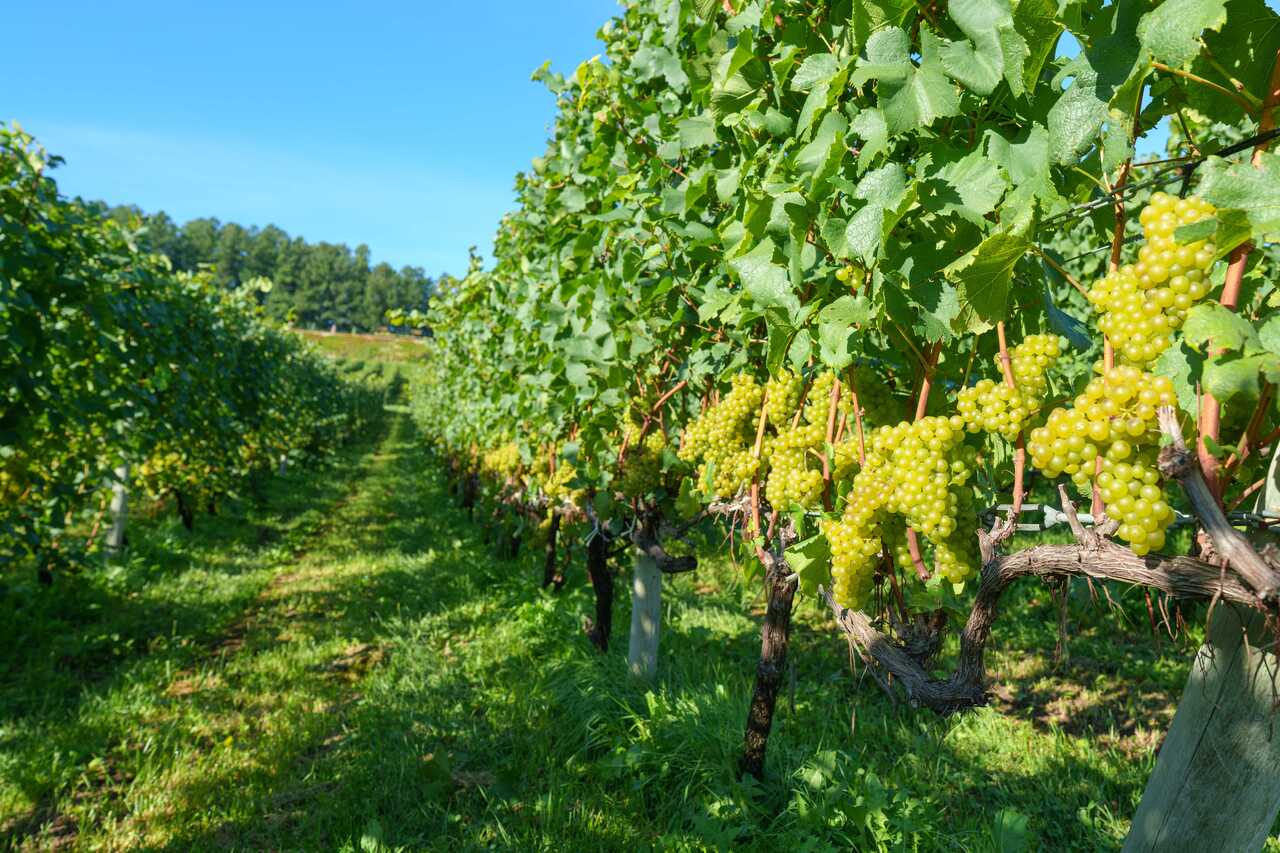 ワイン／NIKI Hills Winery イメージ