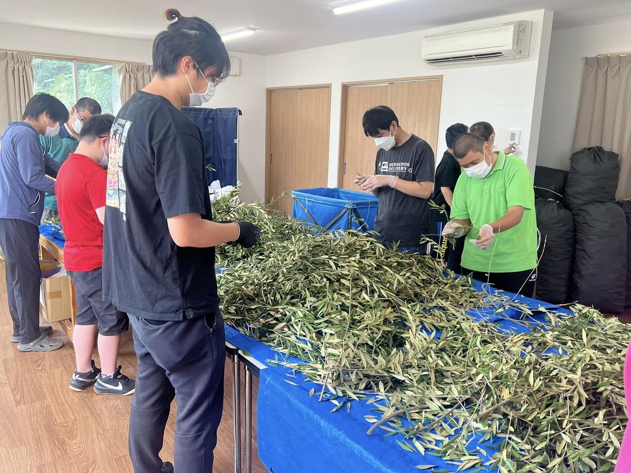 OLIVE TEA　500ml Image