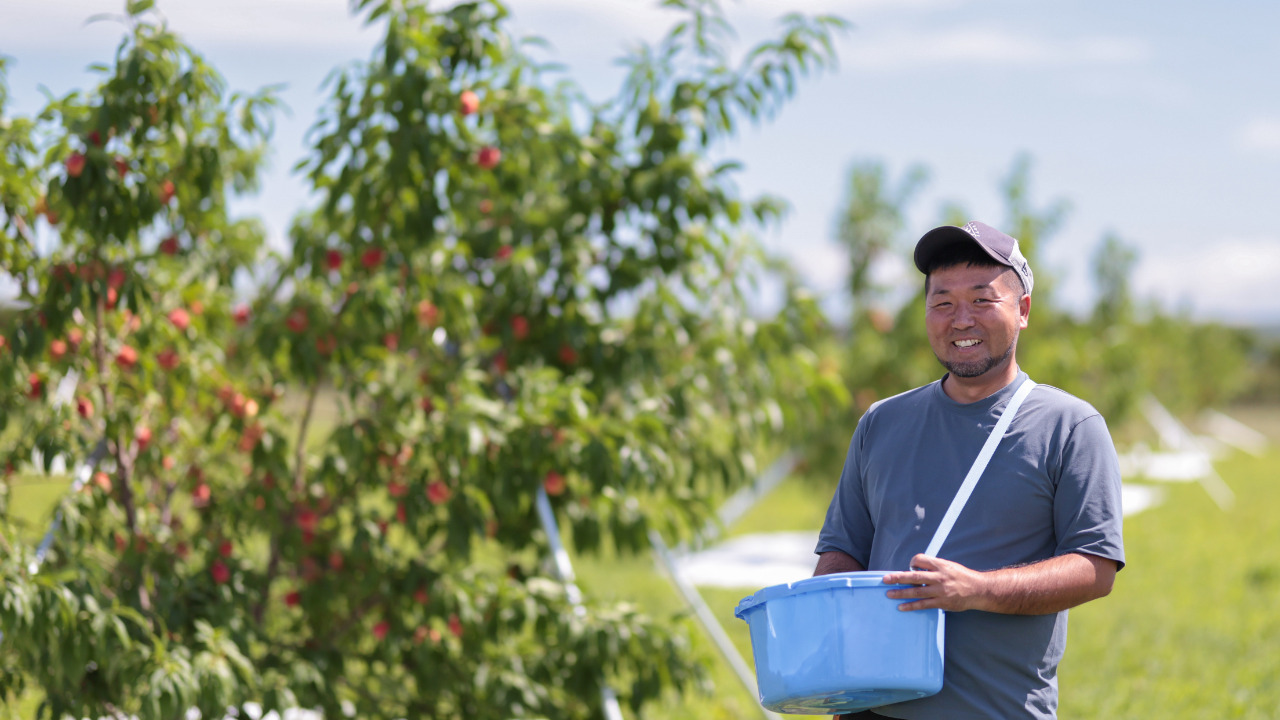 晴れの実り。とかちもも イメージ