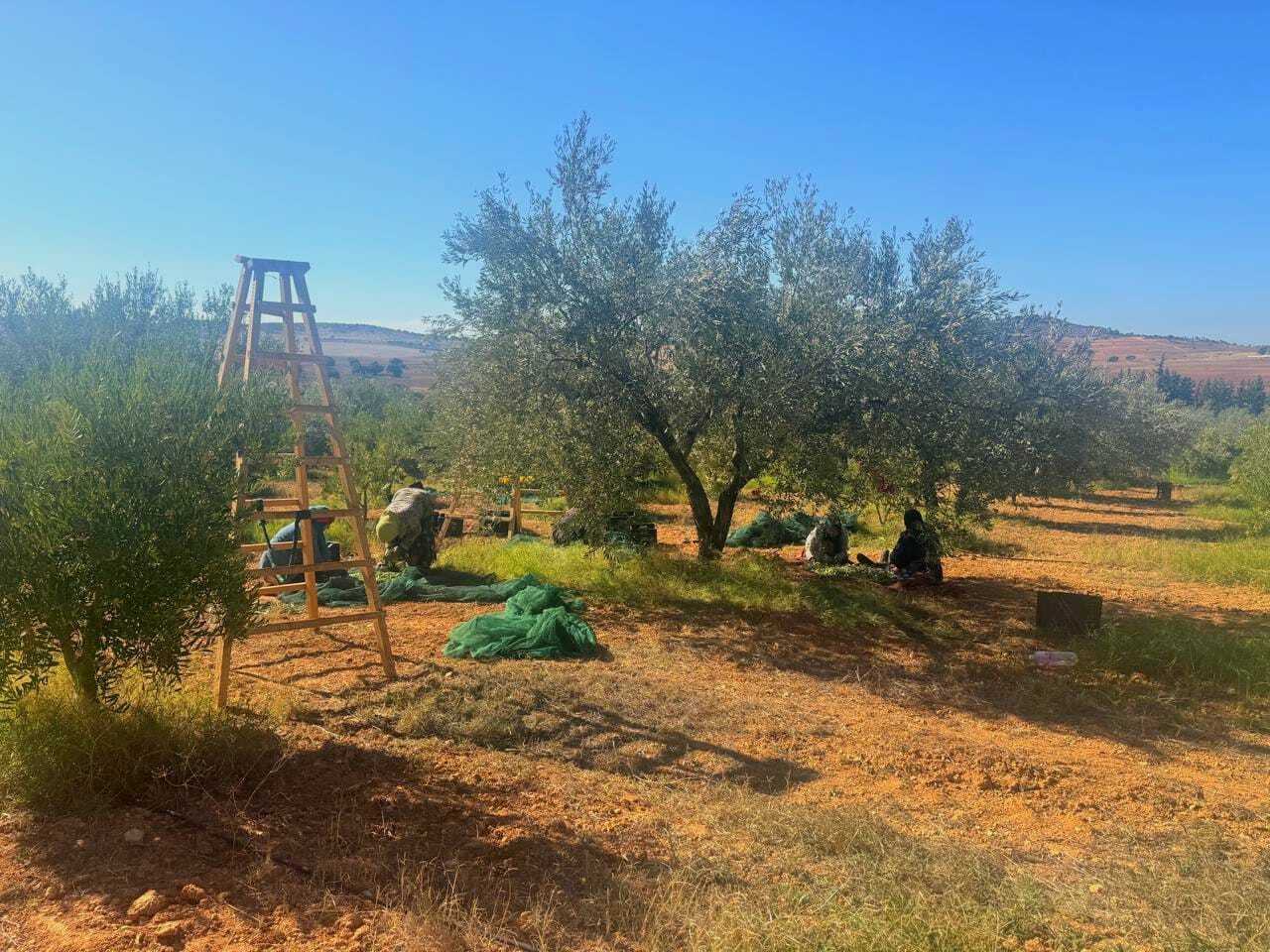 BYRSA Thyme & Rosemary Ultra Polyphenols-Rich Olive Oil  Image