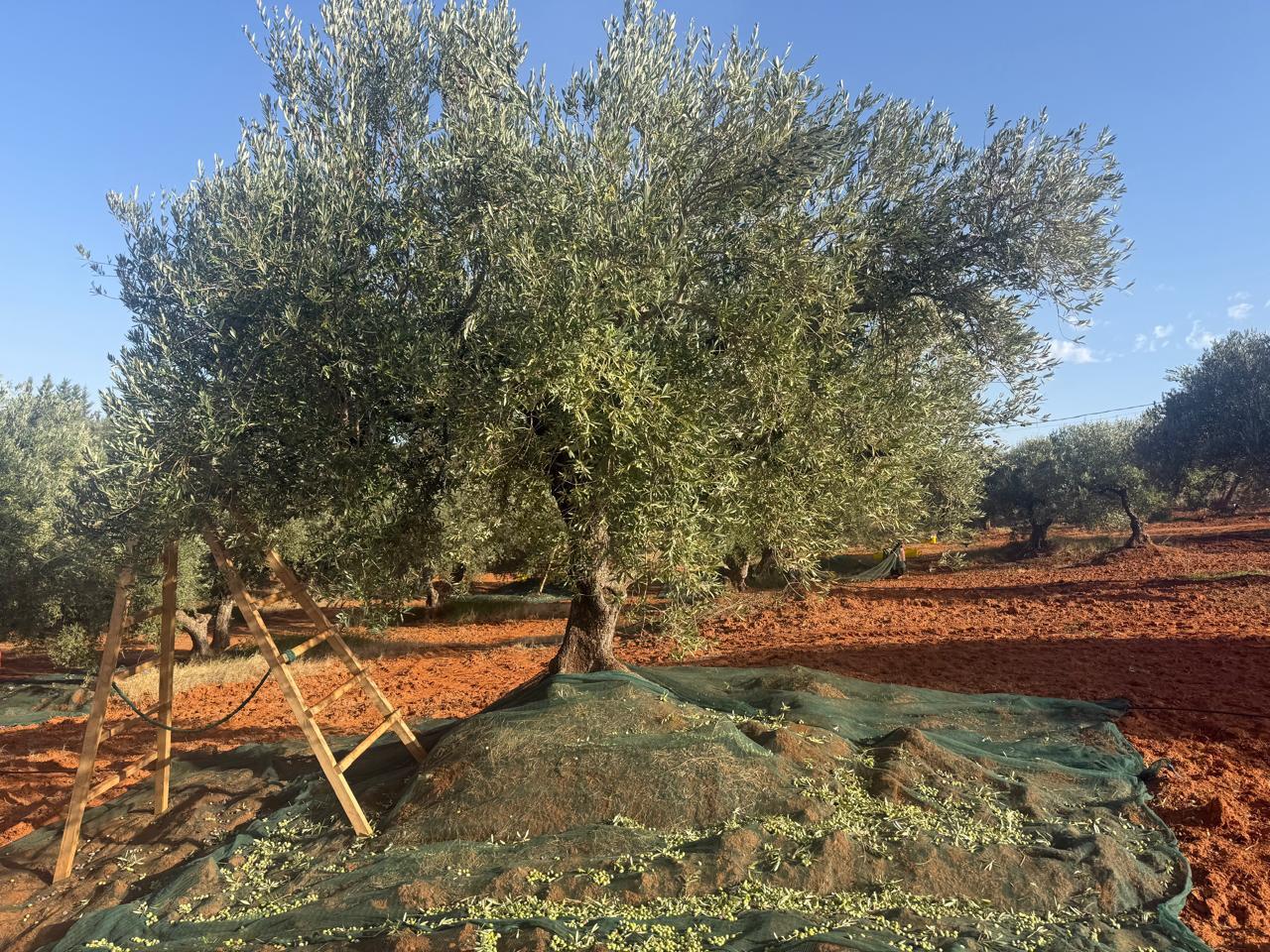 BYRSA Lemon infused Ultra Polyphenols-Rich Olive Oil  Image