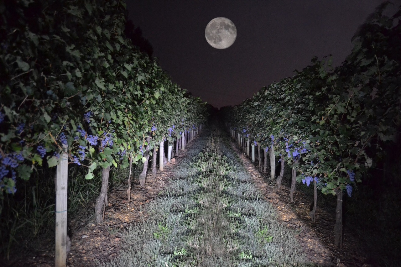 CAMINELLA LUNA ROSSA - CAMINELLA RED MOON Image