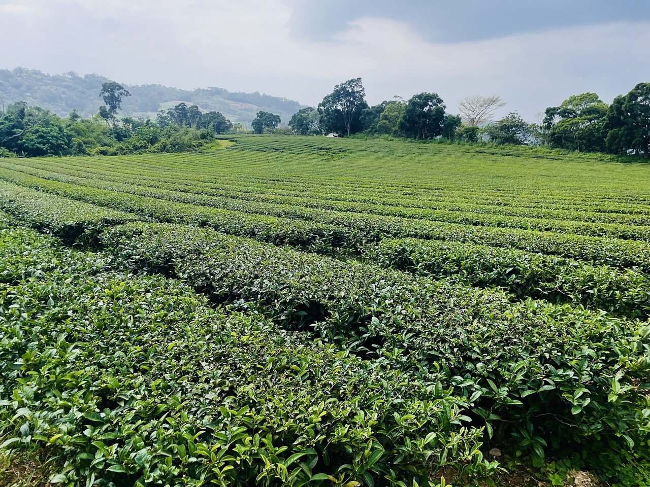 Premium Tea Red Oolong 80% Fermentation Image