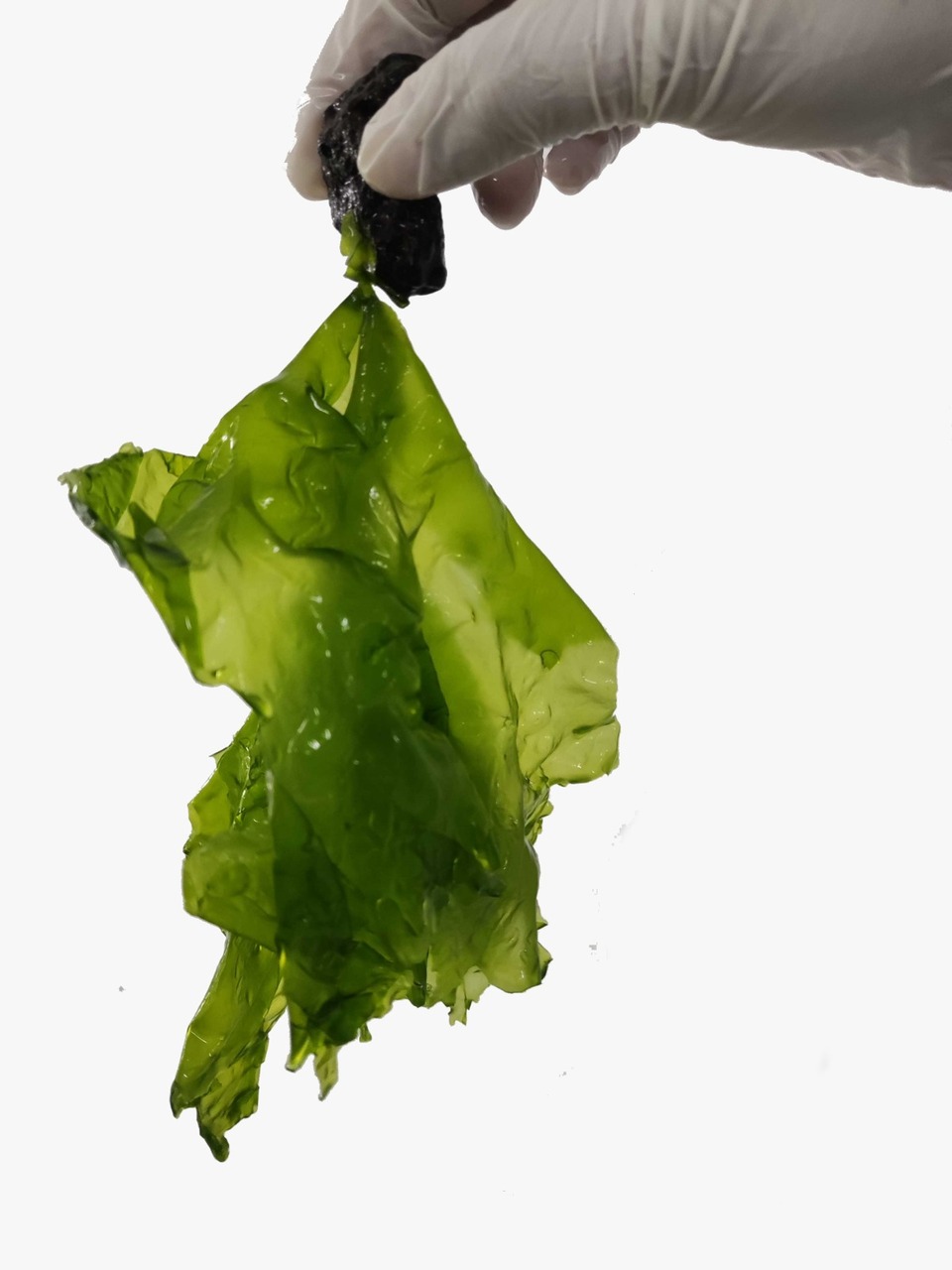 Sea Lettuce - Seaweed from Mauritius  Image