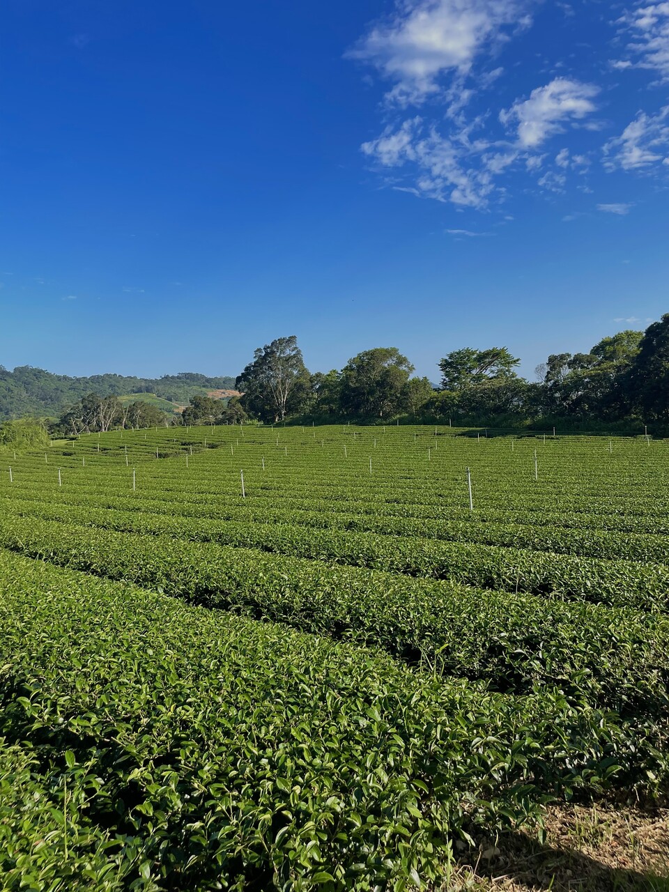 プレミアムティー 赤烏龍80%発酵 イメージ