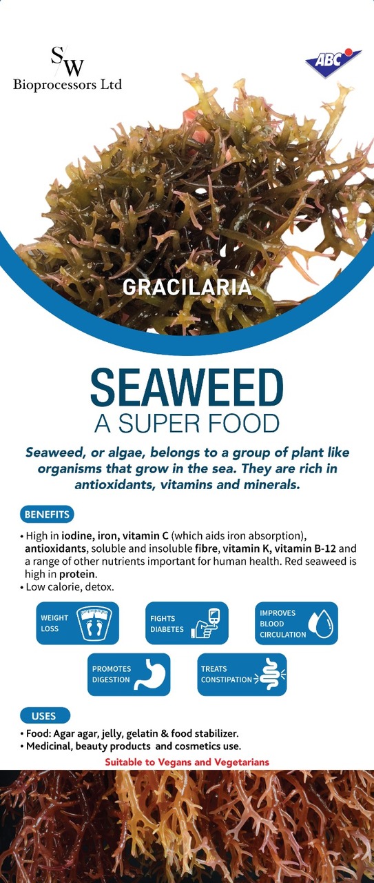 Gracilaria Salicornia - Seaweed from Mauritius Image