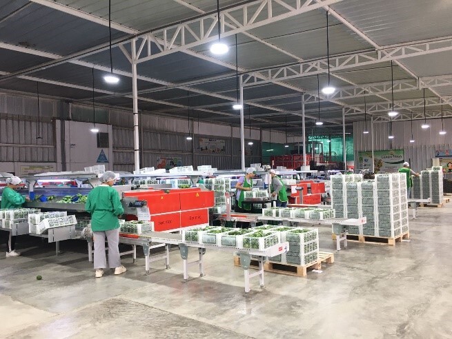 アボカド(ハス) イメージ