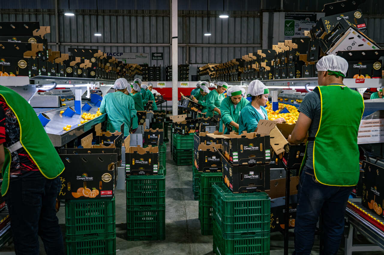 みかん(薩摩) イメージ