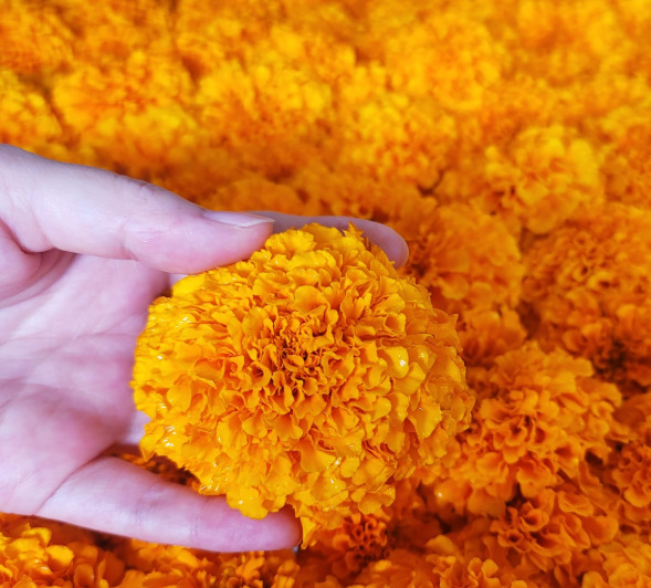 Orgavu  flower tea Image