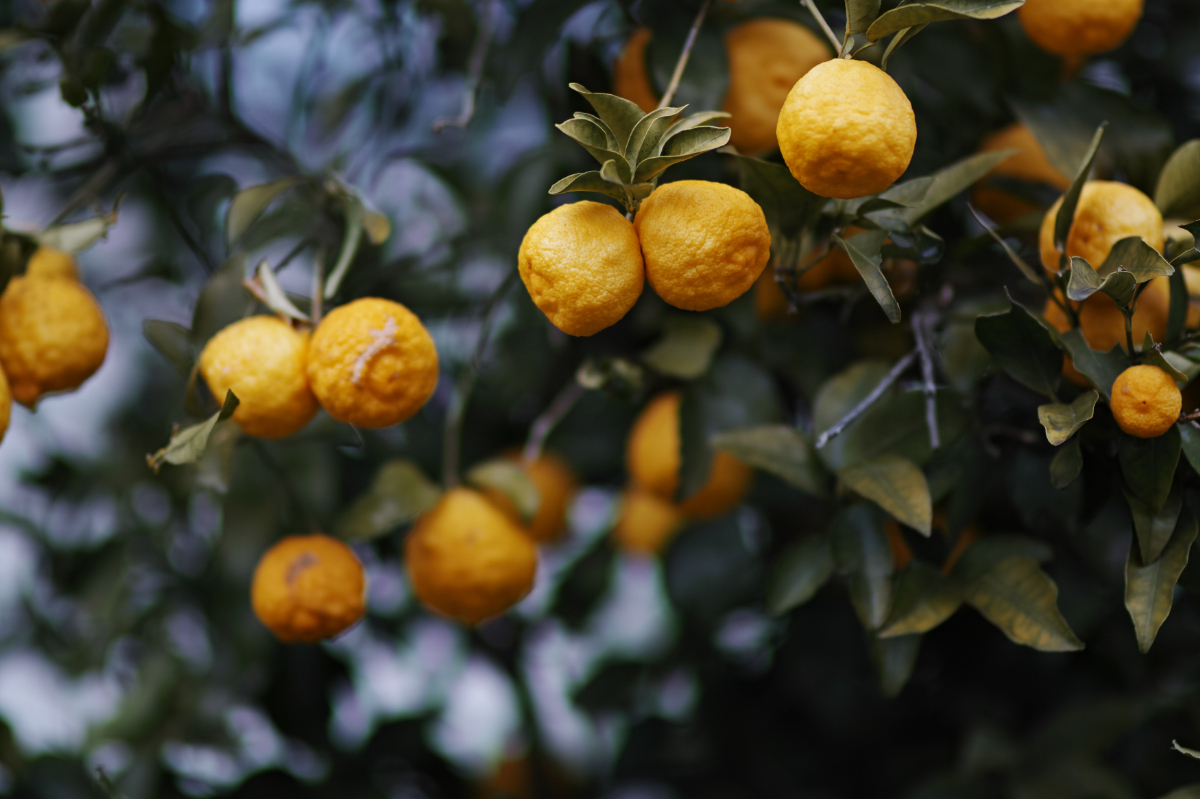 TOKYO YUZU SAKE 東京柚子酒 イメージ