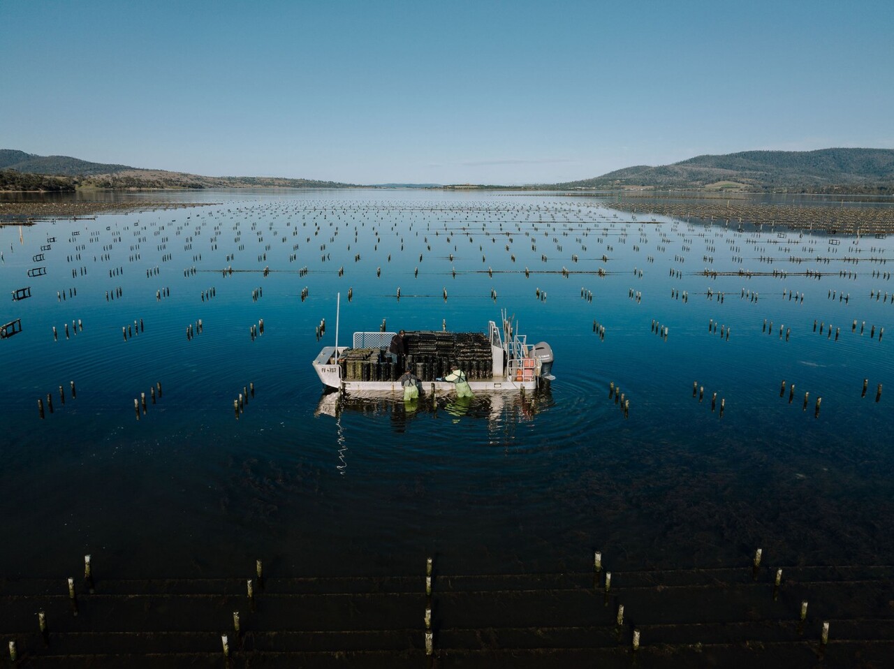 Yumbah Pacific & Sydney Rock Oyster Image