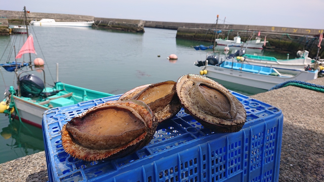 （活）房州黒アワビ、赤アワビ イメージ