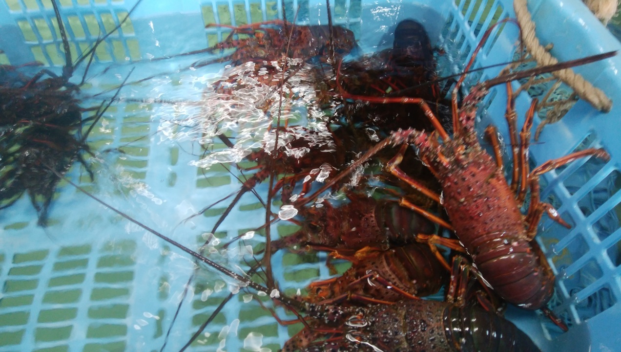 活伊勢海老 イメージ