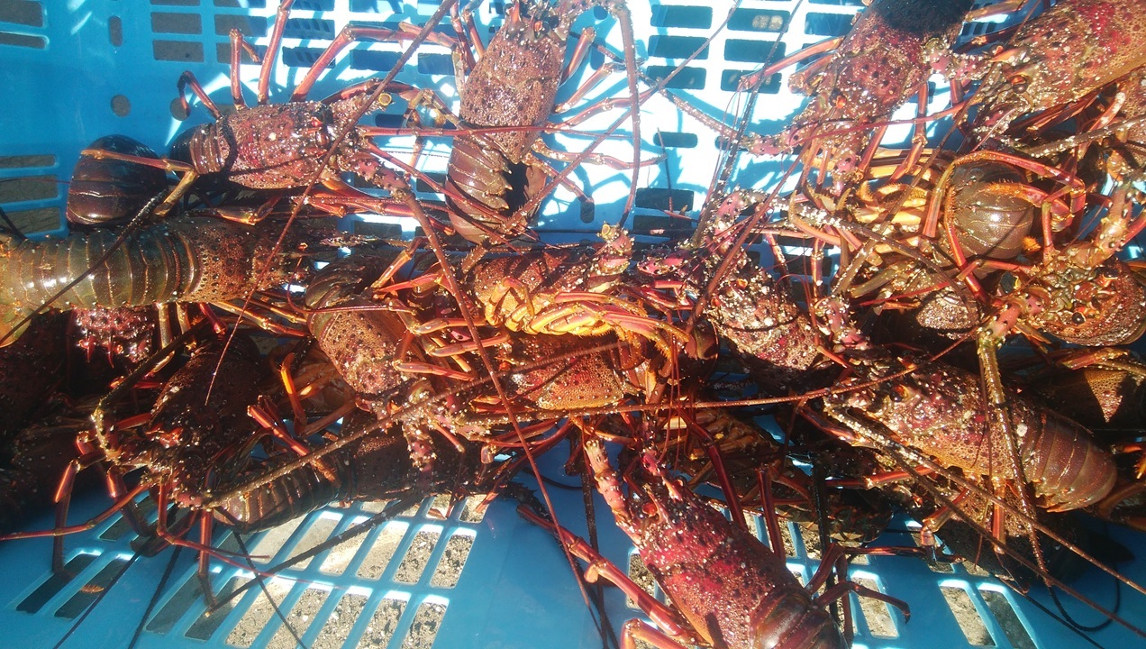 伊勢海老しゃぶしゃぶセット イメージ