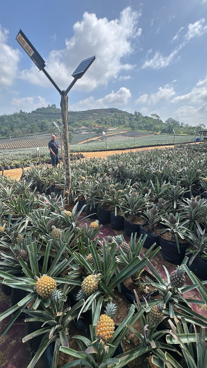 マレーシア産パイナップル　Sarawak Gold イメージ