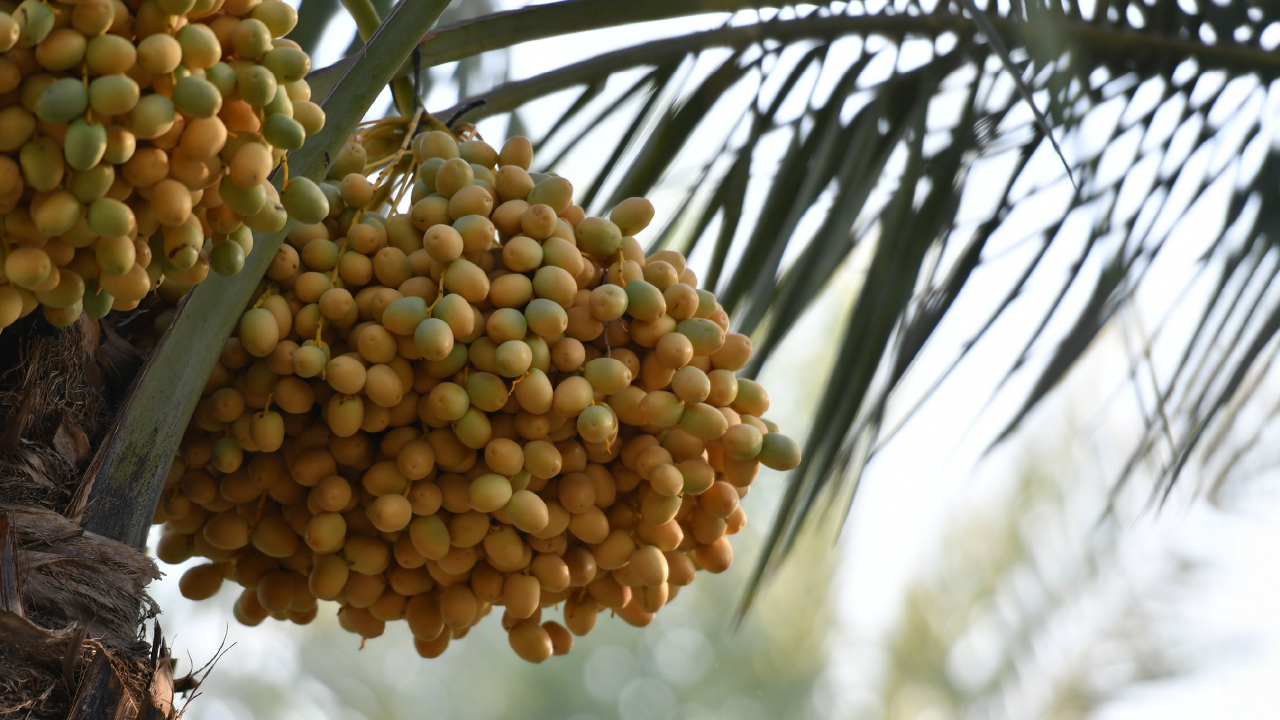 サガイ種デーツ（オーガニック） イメージ