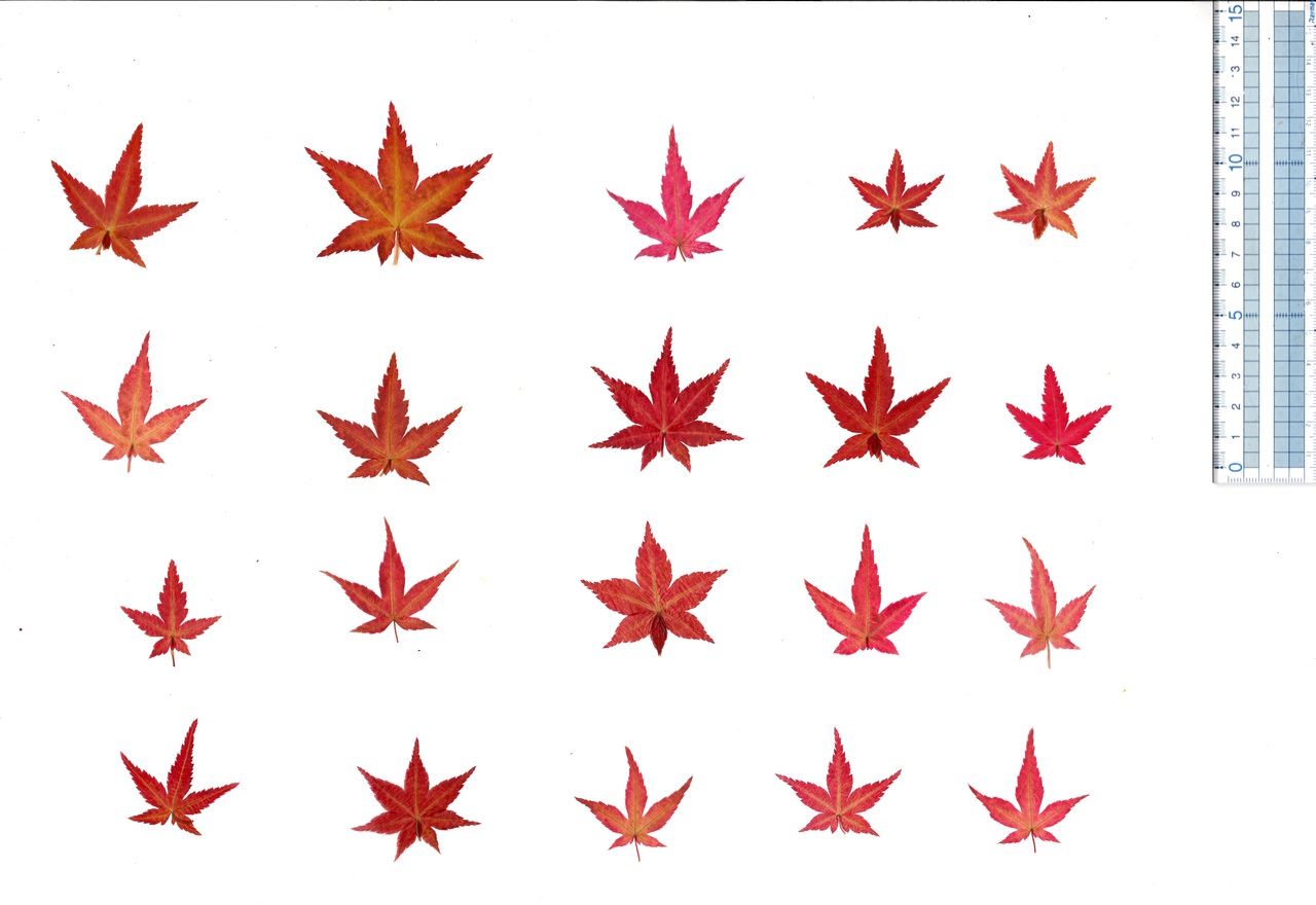 食べられるドライもみじ葉 (赤、黄、緑) イメージ