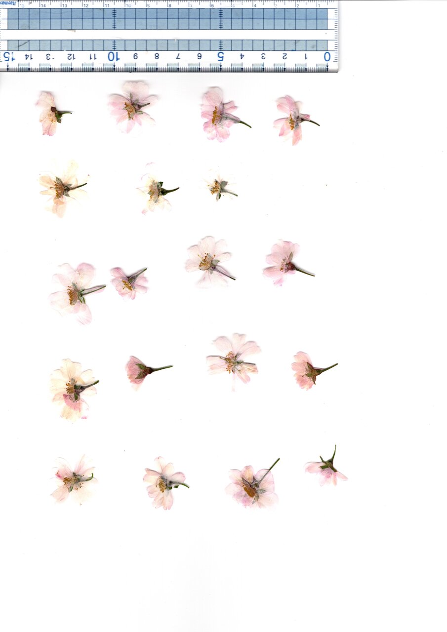 Edible Dry Cherry (SAKURA) blossom Image