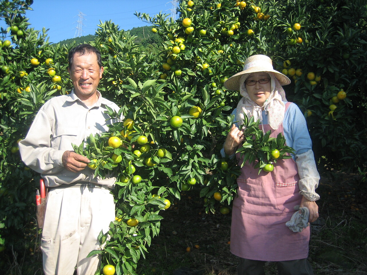 うんしゅうみかんストレートジュース 1000ml イメージ