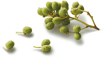 SHICHIMI Papper Paste  Image