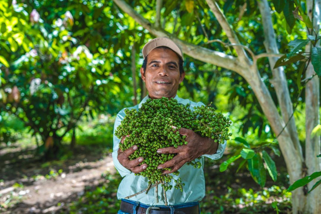 オールスパイス イメージ