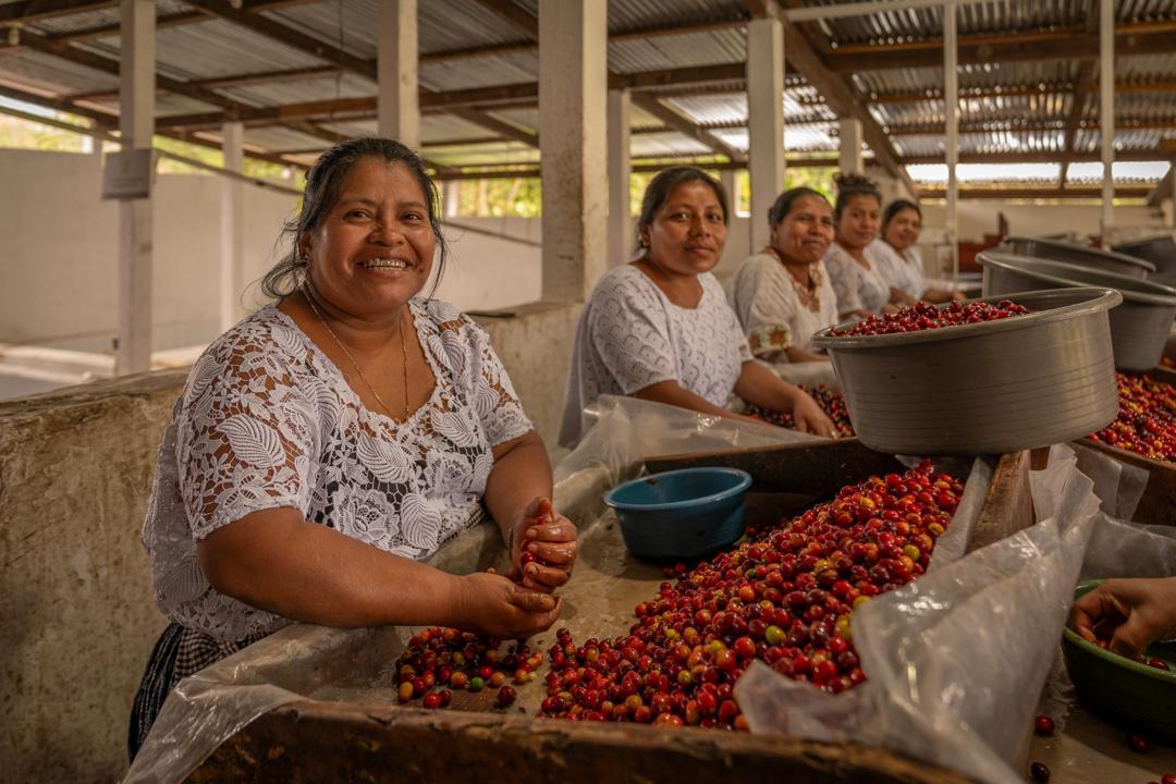 グリーンコーヒー イメージ