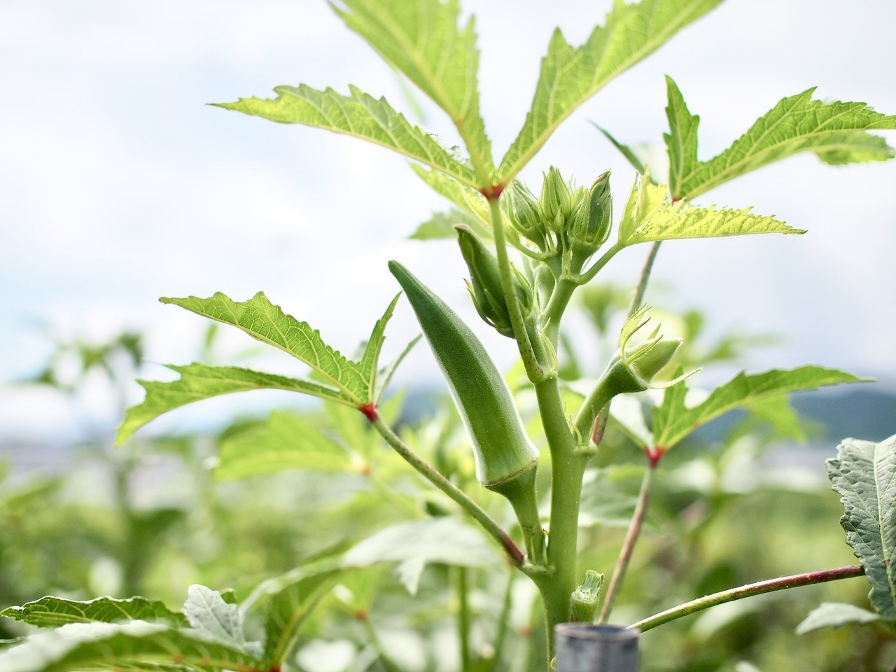 オクラポタージュスープ イメージ