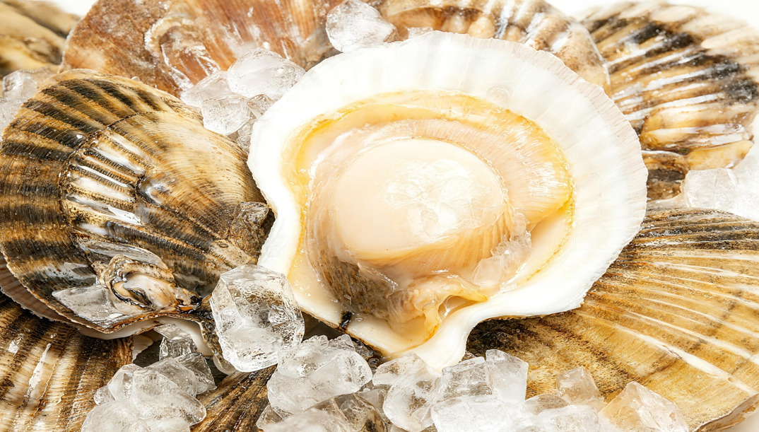 Frozen half shell scallop（Roe Off）/Bay Scallop/Penshell Scallop Meat/Scallop Meat With lip Image