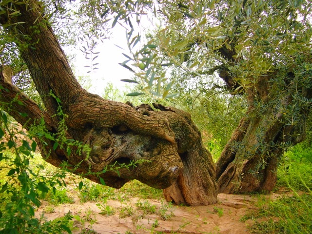 9 OLIVERES | 100% PICUAL Image