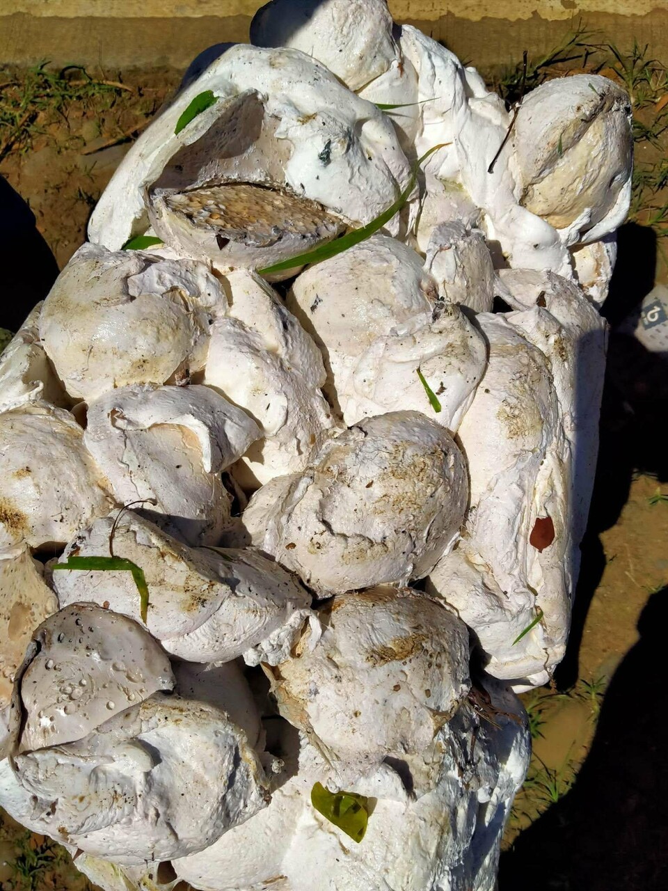 rubber cup lumps Image