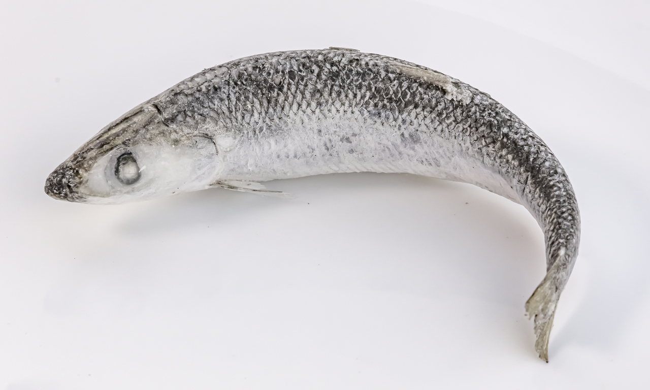IQF Baltic herring Image