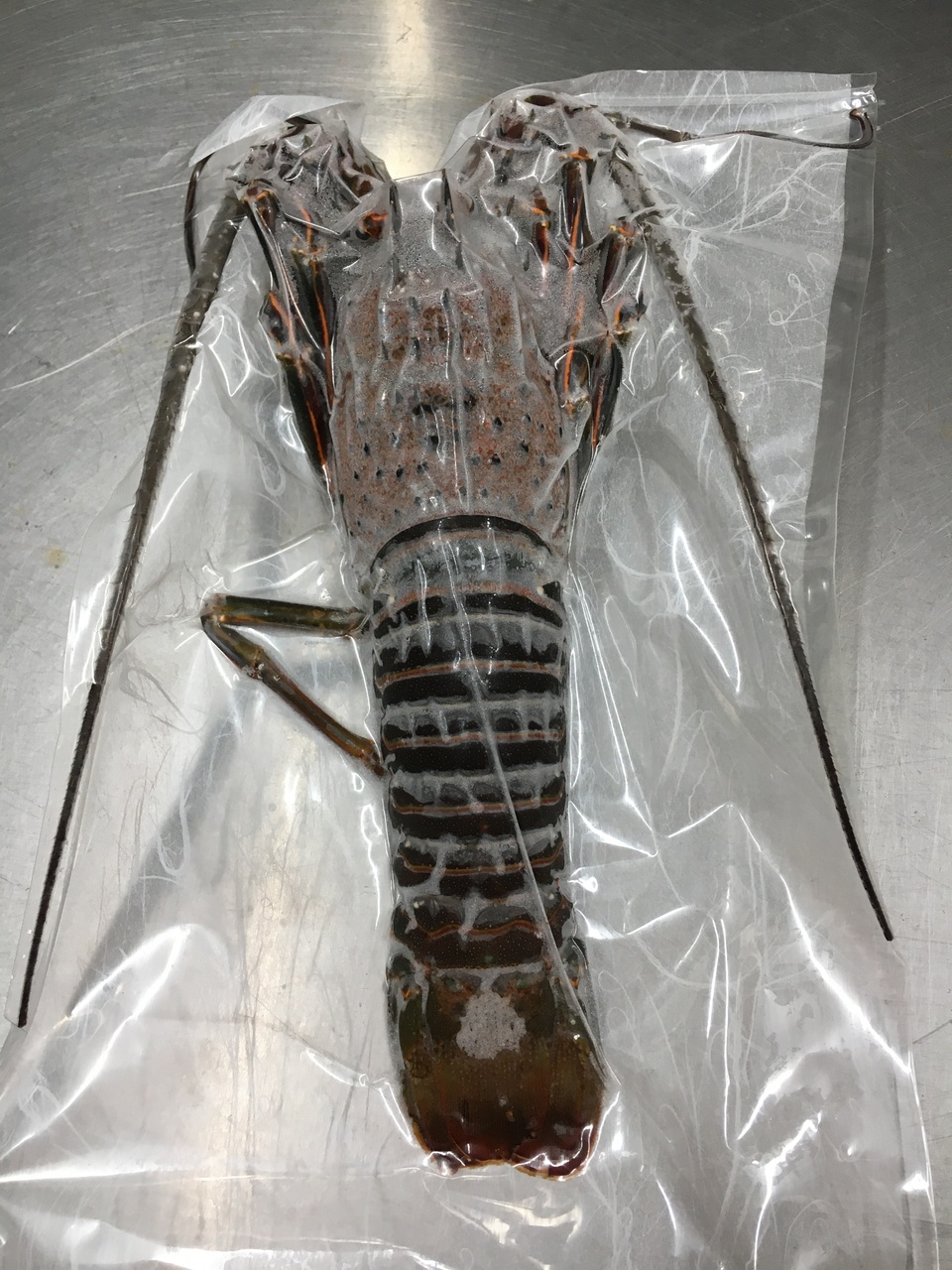 Ise Ebi (Japanese spiny lobsters)  Image